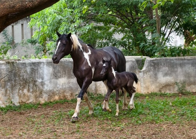 Healthy foal born from Diva